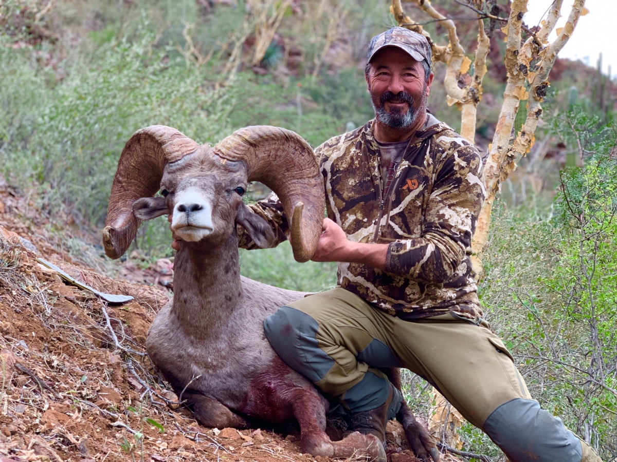 Desert Sheep Hunts Mexico